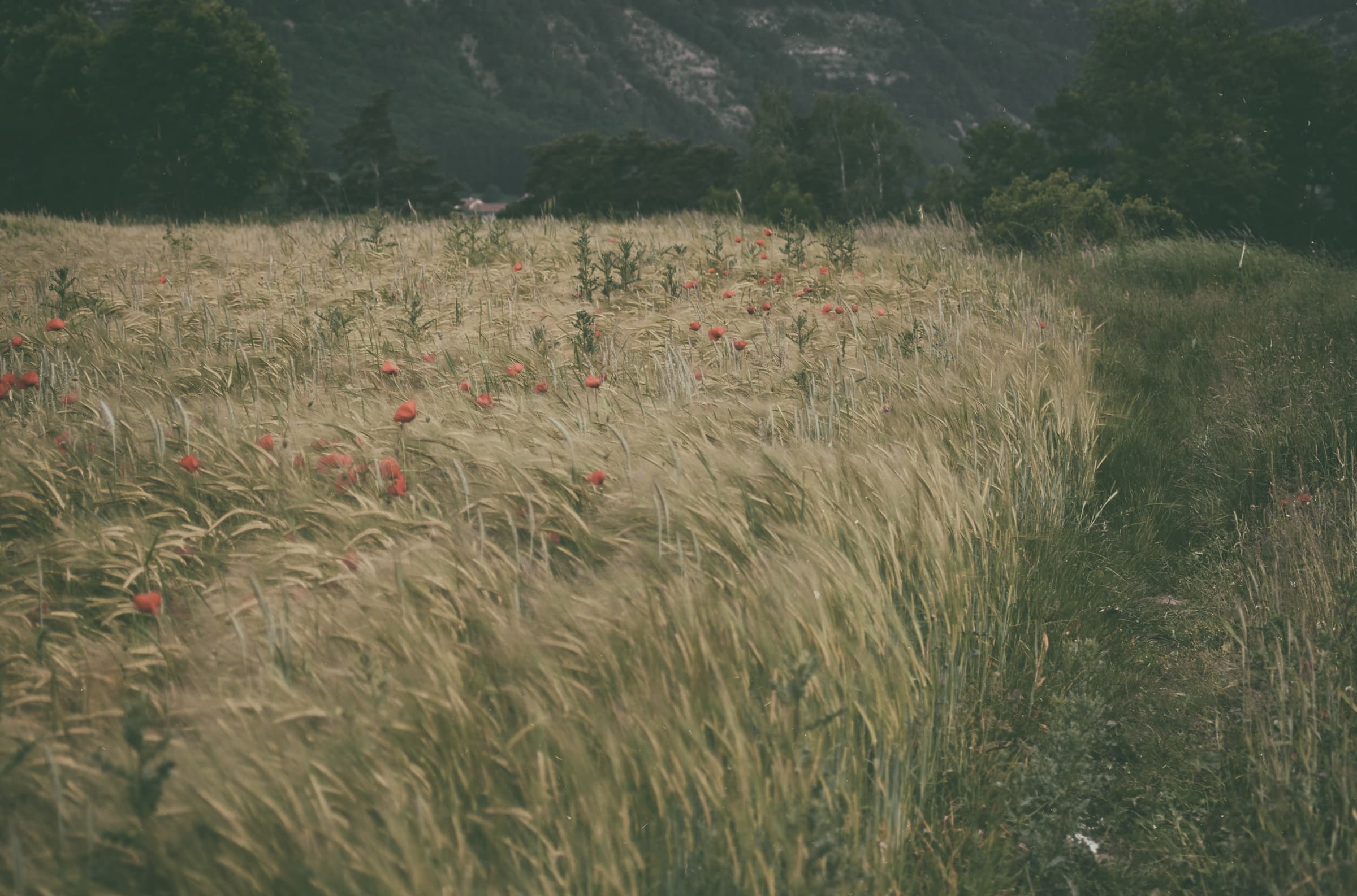 Photographie 3