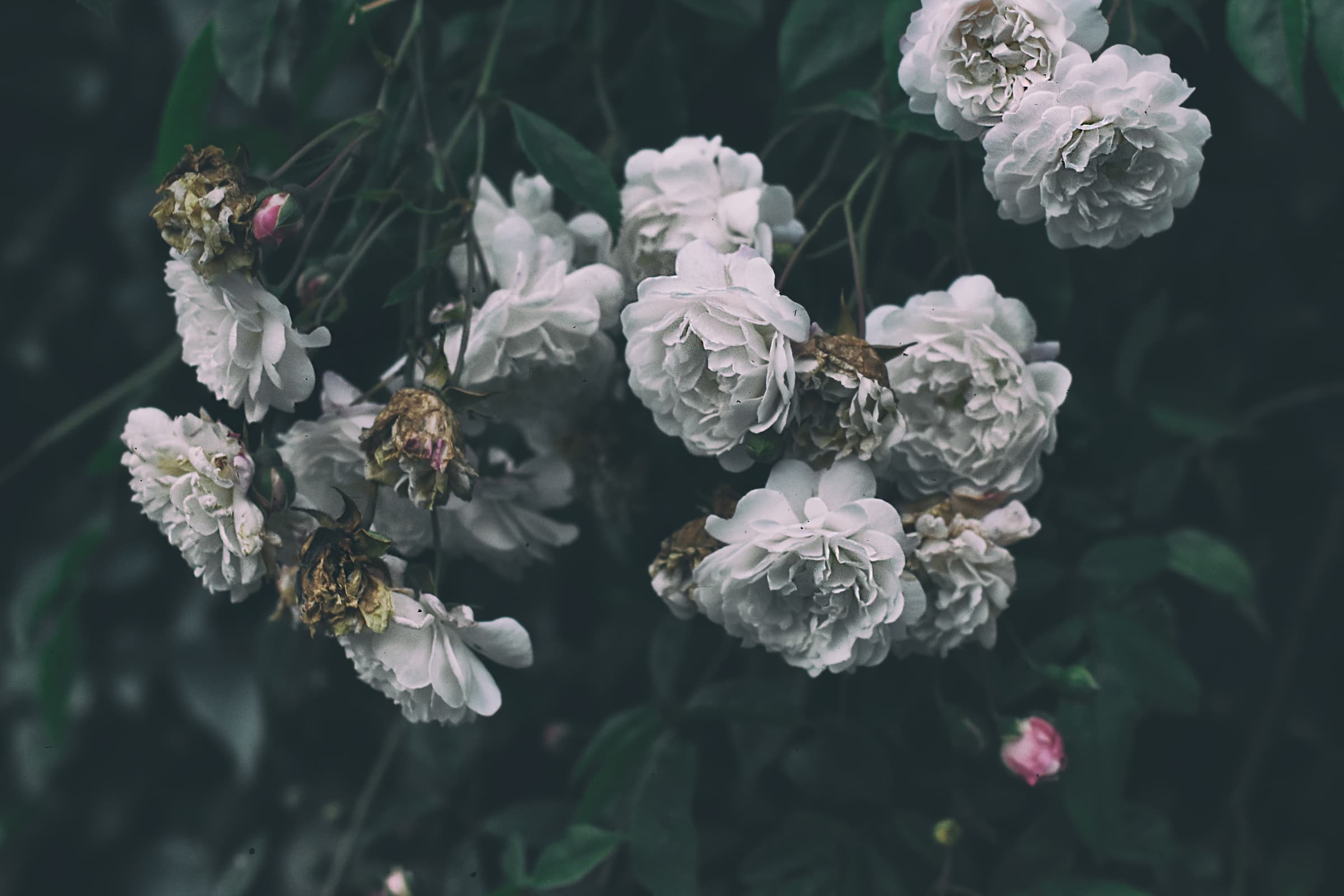 Photographie 7